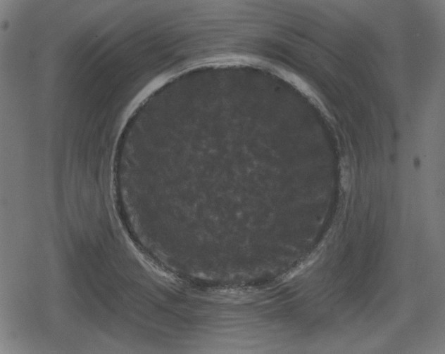 X0000078291229200611101100