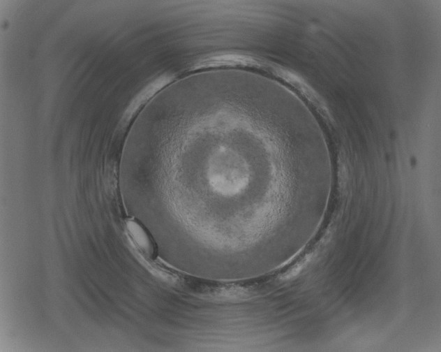 X0000078291233200611101100