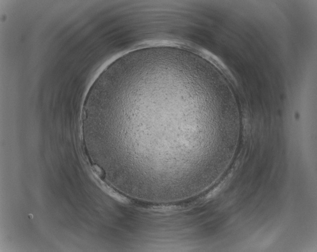 X0000078291236200611101100