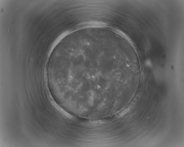 X0000078291243200611101100