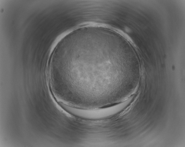 X0000078291247200611101100