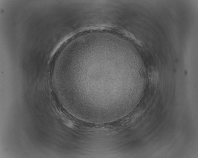 X0000078291256200611101059