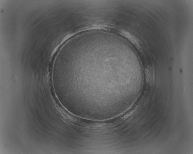 X0000078291260200611101059