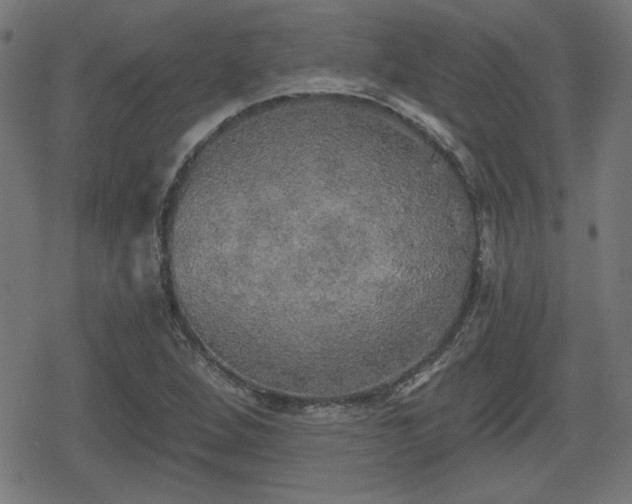 X0000078291264200611101059