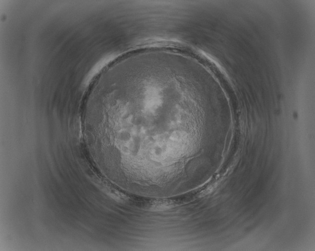 X0000078291267200611101059