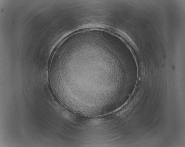 X0000078291268200611101059