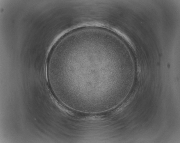 X0000078291272200611101059