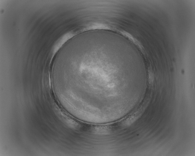 X0000078291274200611101059