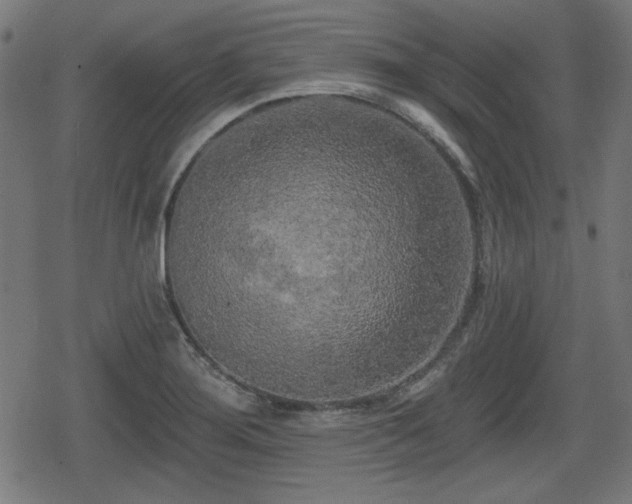 X0000078291276200611101059