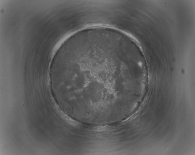 X0000078291279200611101059