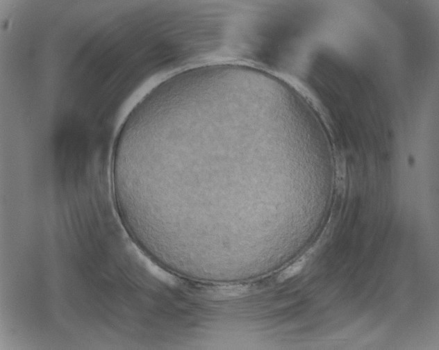 X0000078291294200611101059