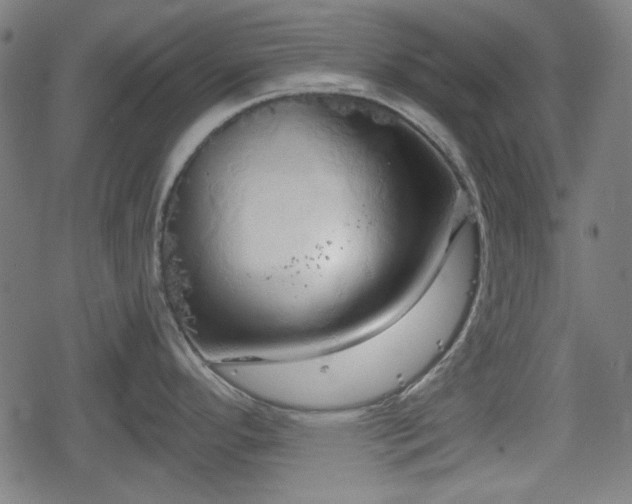 X0000078291296200611101059