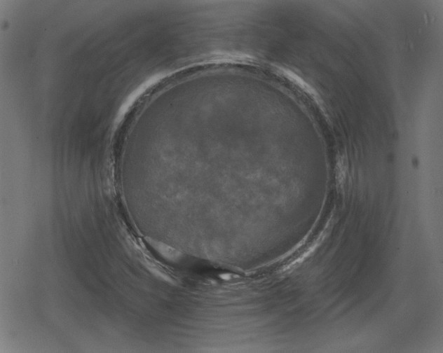 X0000078291310200611101058