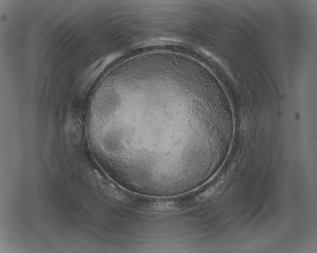 X0000078291313200611101058