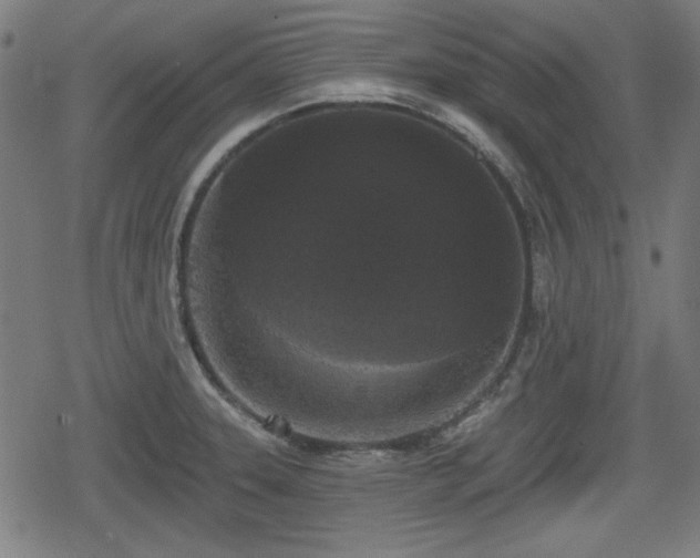 X0000078291331200611101058