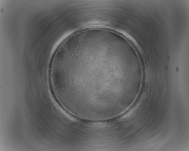 X0000078291333200611101058