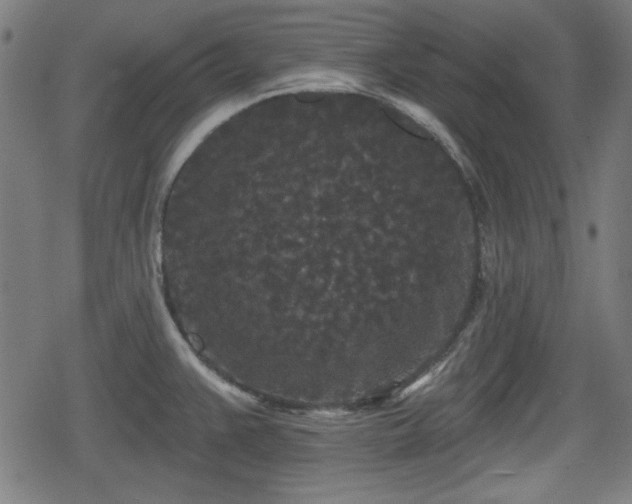 X0000078291383200611101057