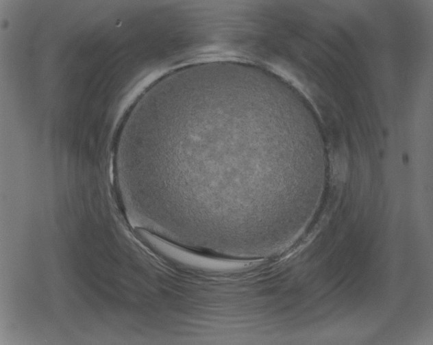 X0000078291415200611101057