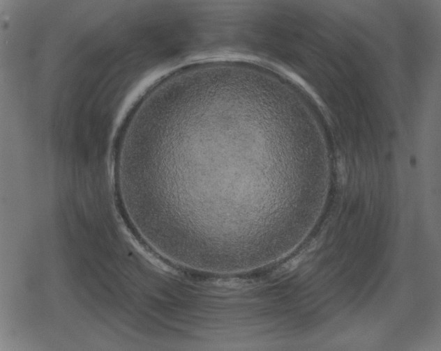 X0000078291416200611101057