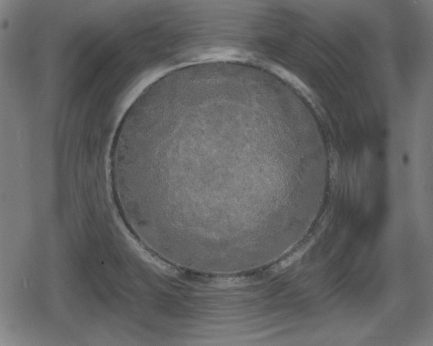 X0000078291423200611101057