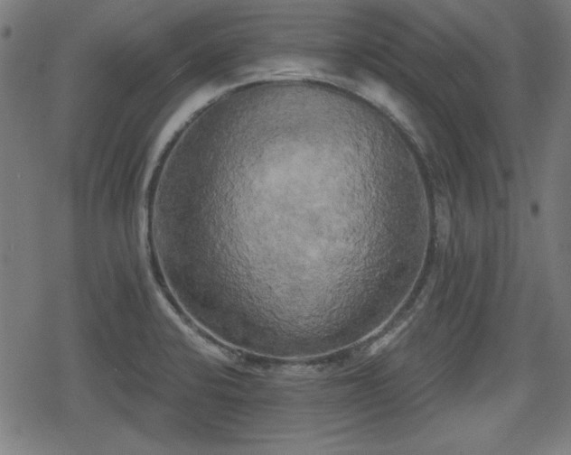 X0000078291424200611101057