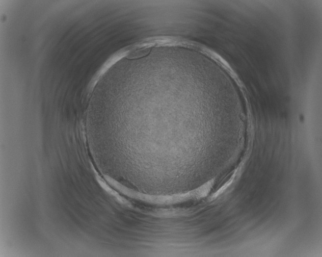 X0000078291433200611101057