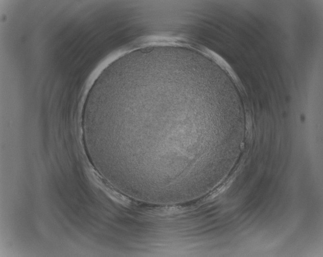 X0000078291435200611101057