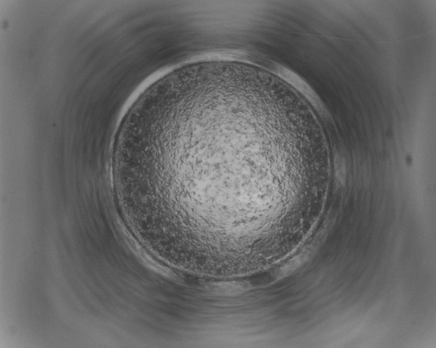 X0000078291436200611101057