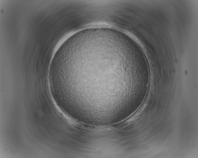 X0000078291440200611101057