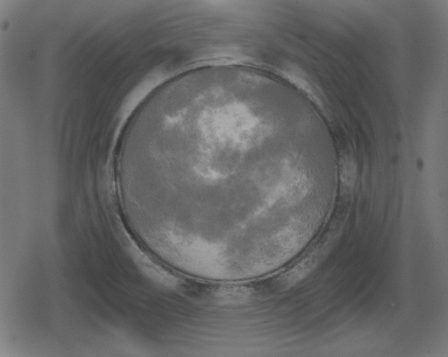 X0000078291466200611101056