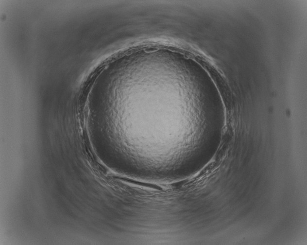 X0000078291496200611101055