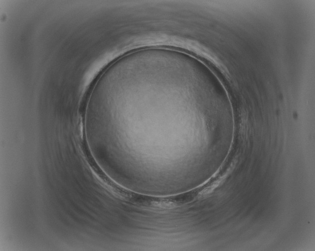 X0000078291509200611101055