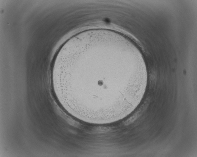 X0000078291514200611101055