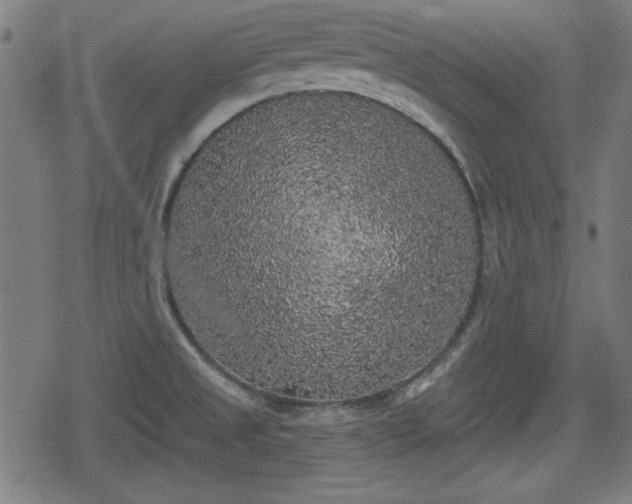 X0000078291525200611101055