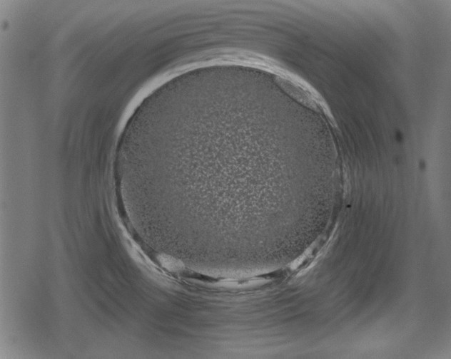 X0000078291530200611101055