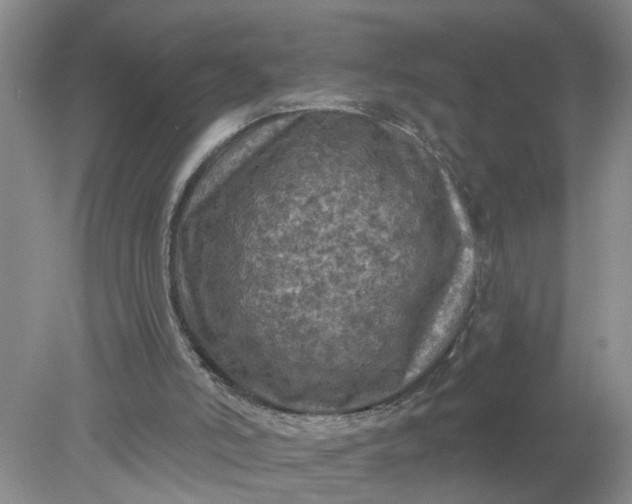 X0000078290006200611172134