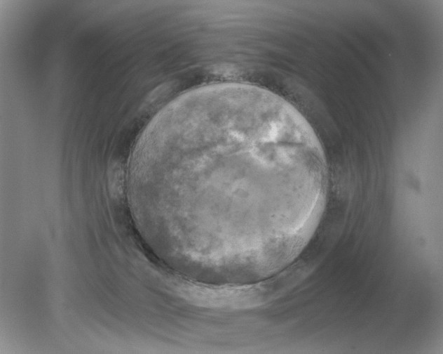 X0000078290036200611172134