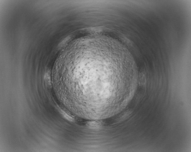 X0000078290238200611172130