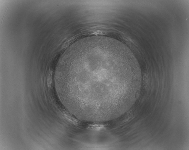 X0000078290554200611172125