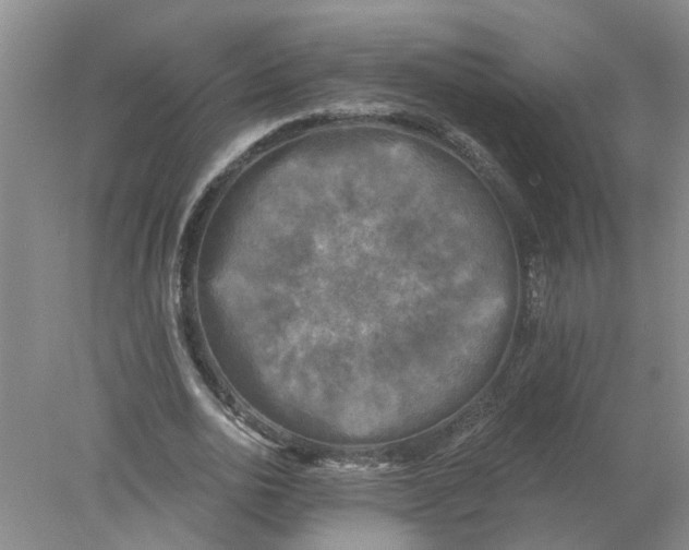 X0000078290726200611172121