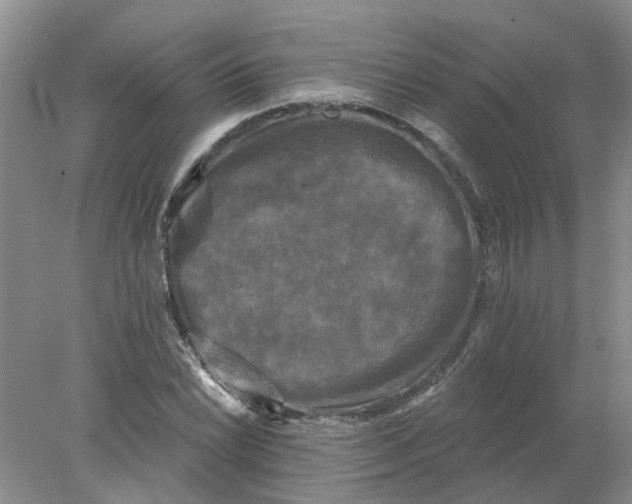 X0000078291022200611172117