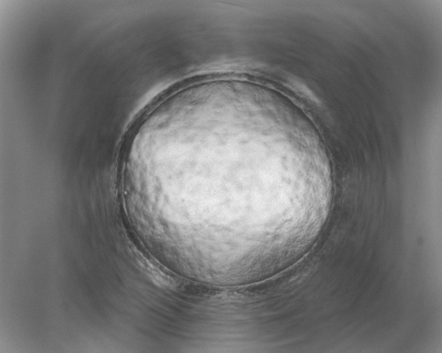 X0000078291216200611172113