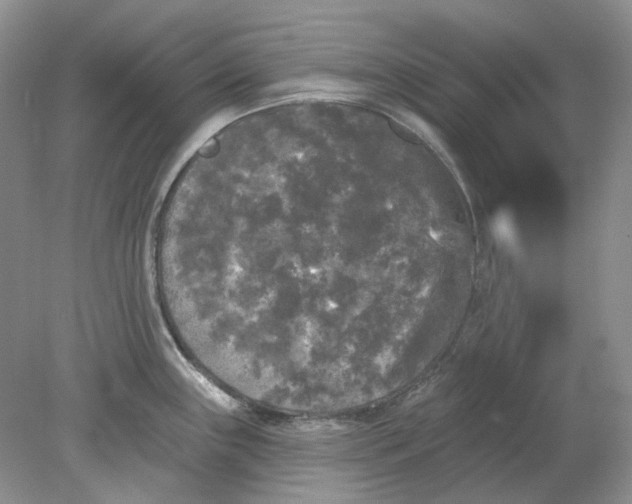 X0000078291243200611172114