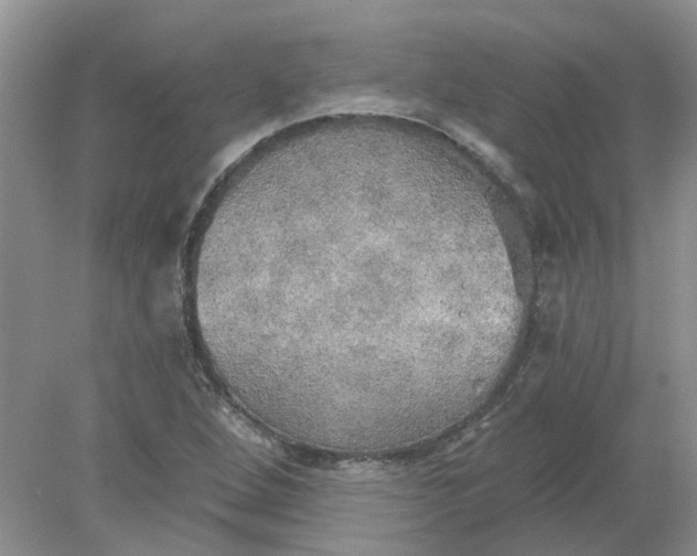 X0000078291264200611172113