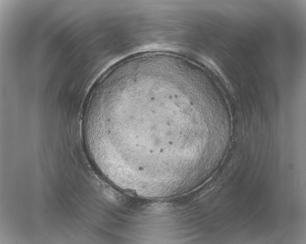 X0000078291268200611172113