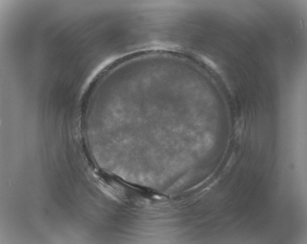 X0000078291310200611172112