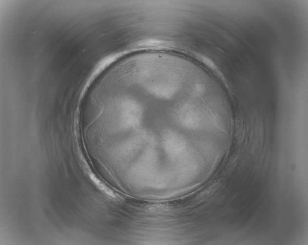 X0000078291421200611172110