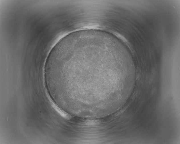 X0000078291423200611172110