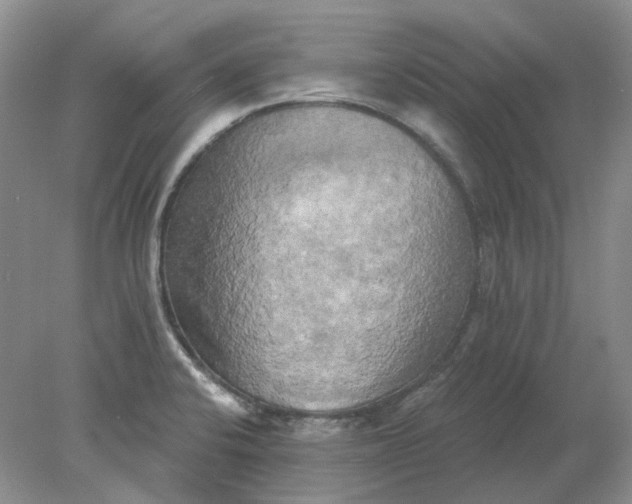 X0000078291424200611172110