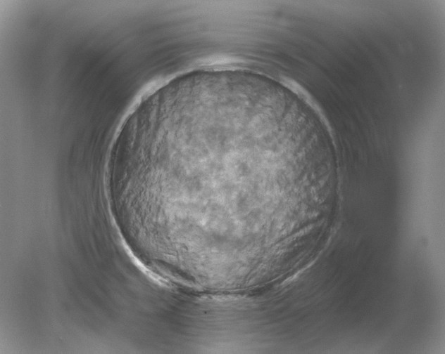 X0000078291429200611172111